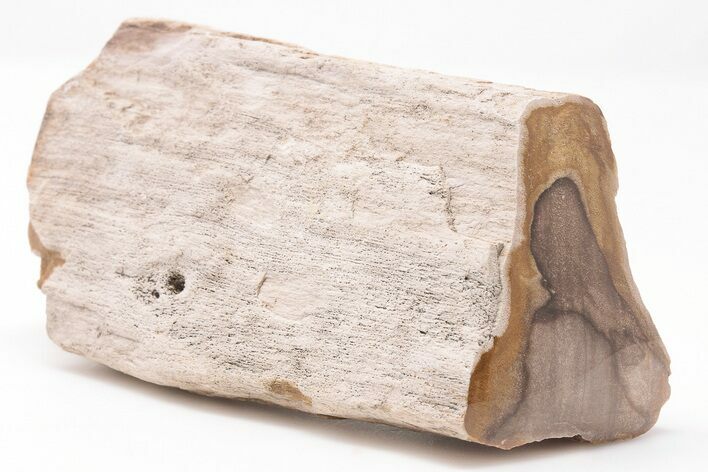 Devonian Petrified Wood From Oklahoma - Oldest True Wood #198030